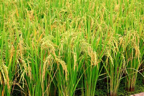 Rice plant stock photo. Image of green, economy, plantation - 24412080