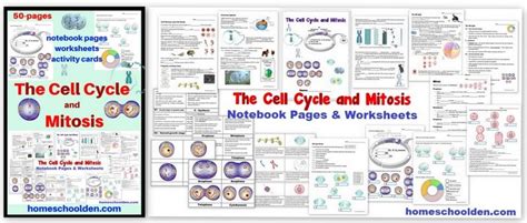 Cell Cycle And Mitosis Worksheet Packet Liesl Homeschool Den Mommy