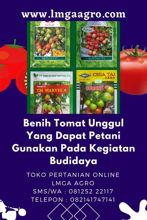 Benih Tomat Unggul Yang Dapat Petani Gunakan Pada Kegiatan Budidaya