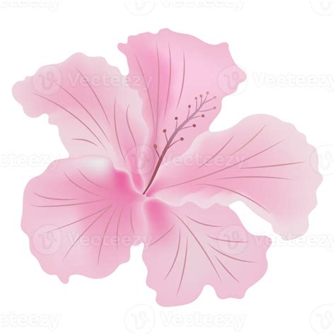 Pink Hibiscus Flower Isolated On Background 46482313 Png