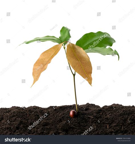 Germinating Lychee Seed Lychee Seedling Soil Stock Photo 1781413898 ...