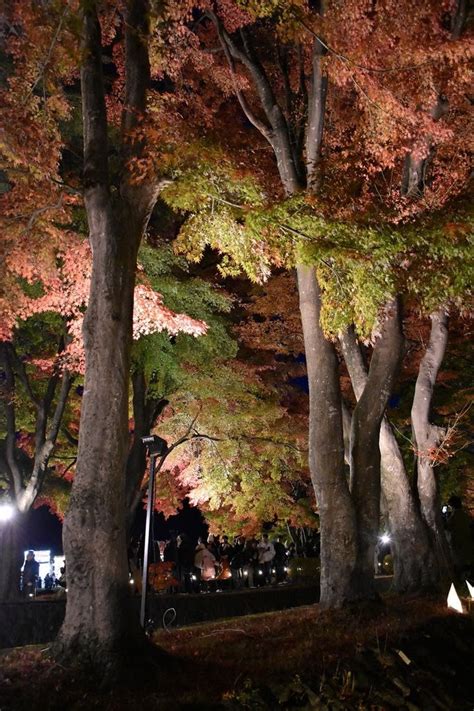 もみじ狩り 山梨県南都留郡富士河口湖町 もみじ回廊ライトアップ完もう1週後でも 花を探して ぶらり 一人旅