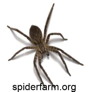 spiderfarm - spiderfarm.org