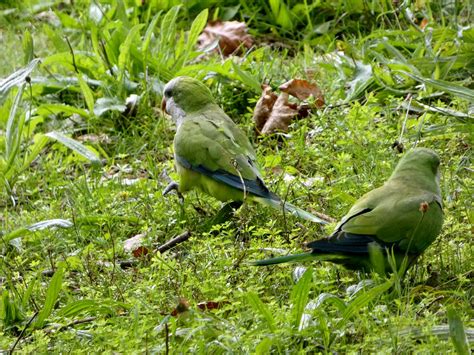 Monk Parakeets Brussels Hiking From Seny Park And Ten Reu… Flickr