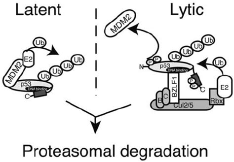 Model For P53 Degradation In The Ebv Life Cycle With Ebv Latent Download Scientific Diagram