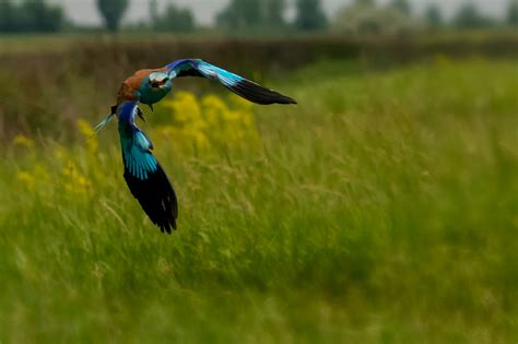 Jigsaw Photography Ltd | Hungary Wildlife Trip