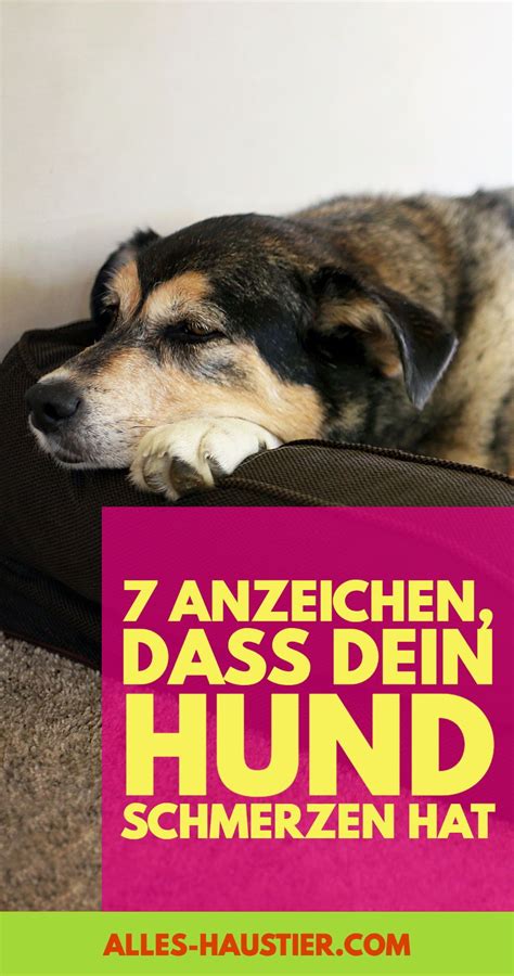 Anzeichen Dass Dein Hund Schmerzen Hat Alles Haustier Hunde