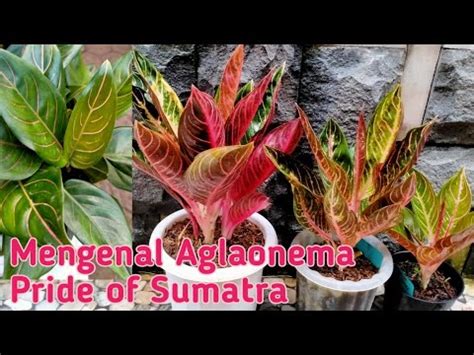 Mengenal Aglaonema Pride Of Sumatra YouTube