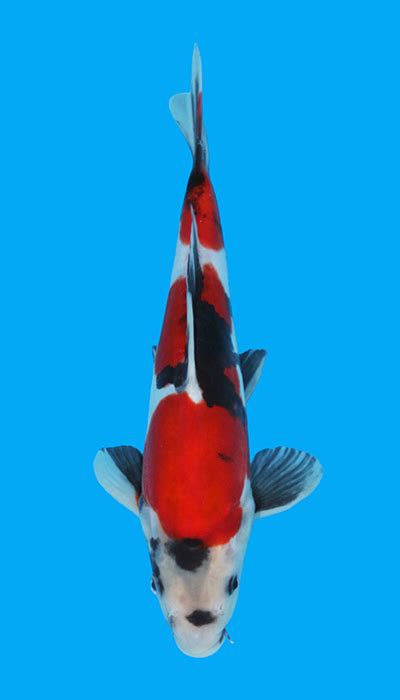 Doitsu Showa Coastal Koi