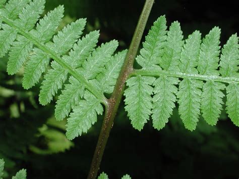 Athyrium filix-femina (Athyriaceae) image 7355 at