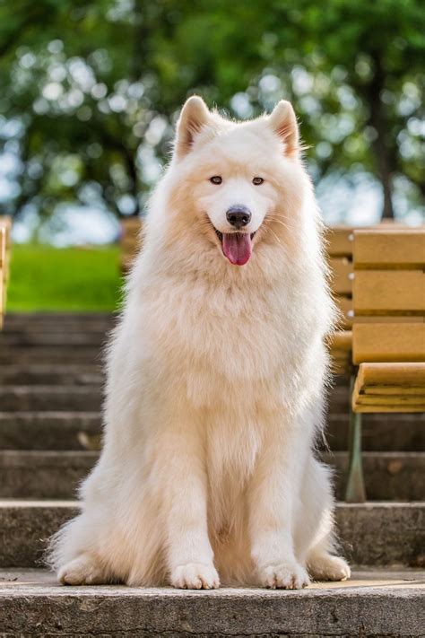 20 Big Fluffy Dog Breeds Big Fluffy Dogs