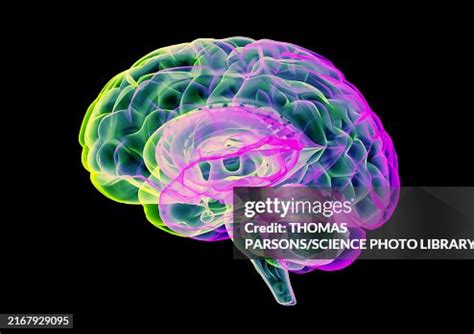 Human Brain Illustration High-Res Vector Graphic - Getty Images 