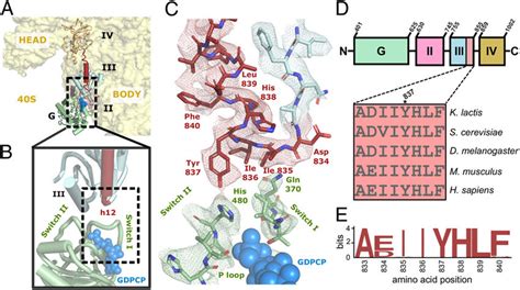 Interdomain Interactions In The Ribosome Bound Conformation Of Eif B