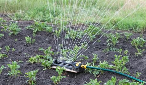 Sprinklers Vs Drip Irrigation Which Should You Use