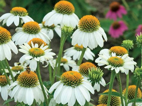 Coneflower Pow Wow White Campbell S Nursery