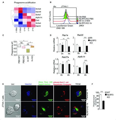 Nlrp Is Crucial For Regulation Of Phagosome Acidification And