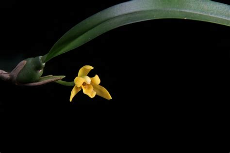 Maxillaria Variabilis Bateman Ex Lindl Plants Of The World Online