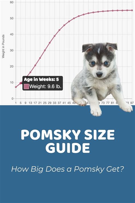 Pomsky Size Guide: How Big Does a Pomsky Get?