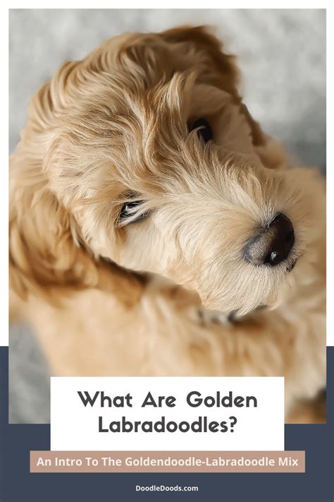 Labradoodle Goldendoodle Mix