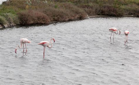 Phoenicopterus Roseus Fenicottero Maggiore Sardegna Carl Flickr