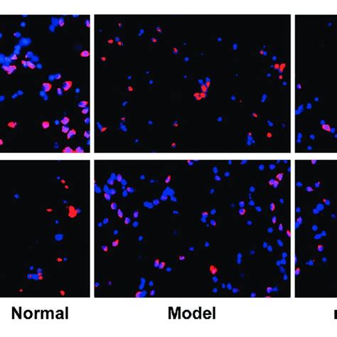 Expressions Of Bax And Bcl Detected Via Immunofluorescence Staining