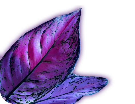 Konstanta Plants - совместные закупки растений