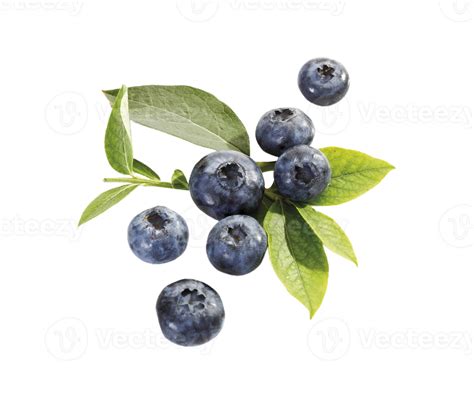 Berry Png Transparent Background 29228284 Png