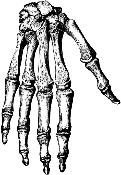 Bones of the Hand | ClipArt ETC