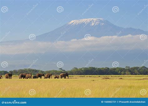 Elephant Herd Walking In Amboseli National Park Mt Kilimanjaro In