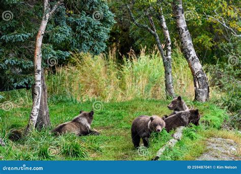 Cute Little Brown Bear Cubs With Natal Collars Playing In Grass On The