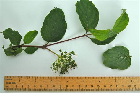 leaf of dogwood tree 6