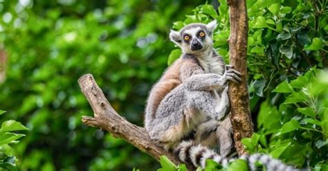 10 Essential Facts About Lemurs - A-Z Animals