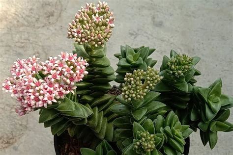 Crassula Springtime Characteristics And Care Succulent Alley