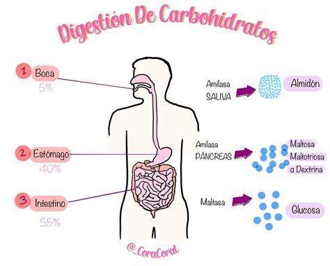 Como Se Lleva A Cabo La Digestion De Los Carbohidratos Acido