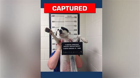 Florida Dog Has Mug Shot Taken After Being Turned In to Police Station With No Tags - Good ...