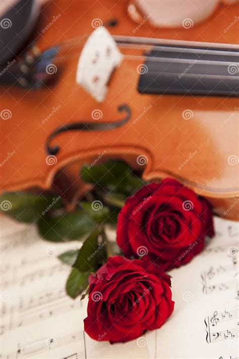 Beautiful Roses And Violin Stock Image Image Of White Viola 27600943