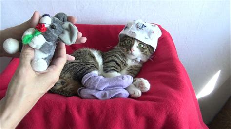 This Funny Cat Wears Socks Youtube