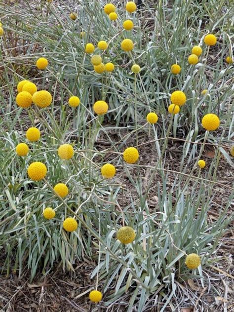 50 Seeds Billy Buttons Drumsticks Craspedia Globosa Etsy UK