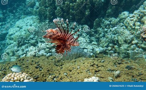 Lion Fish In The Red Sea In Clear Blue Water Hunting For Food Stock