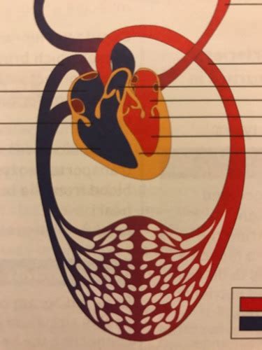 A P Ii Lab Blood Pressure Pulse Points And Circulation