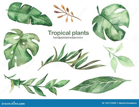 Watercolor Set With Tropical Green Leaves Stock Illustration