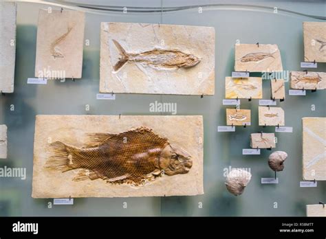 Tafonomía del fósil Lepidotes una historia reveladora