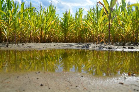 Ladang Jagung Genangan Foto Gratis Di Pixabay Pixabay