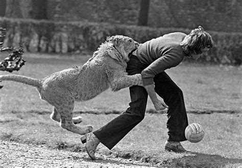 From Harrods to reunion in Kenya, the emotional story of Christian the lion