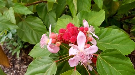 Bixa Orellana Lipstick Tree Richard Lyons Nursery Inc