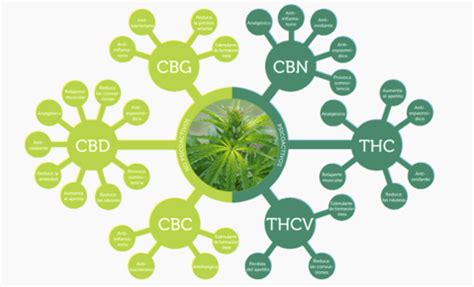 les différents cannabinoïdes du chanvre saveurs cbd