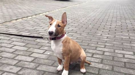 Dixon Miniature Bullterrier Puppy For Sale Euro Puppy Miniature