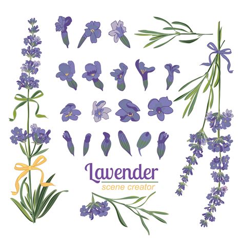 Lavender flower on white background. Colorful vintage vector ...