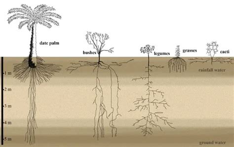 Palm Tree Roots - All You Need To Know - EcoCation