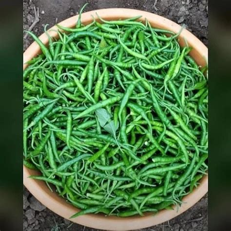 A Grade Fresh Green Chilli Pan India Packaging Size 5 Kg At Best